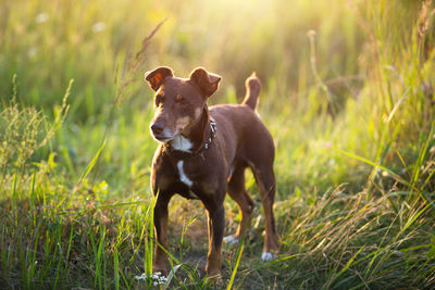 View of a dog on field