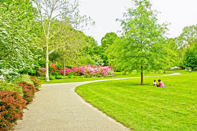 Trees along pathway in the park