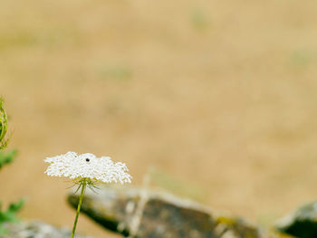 Close-up of butterfly on plant