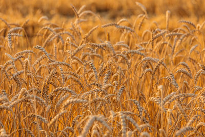 Close-up of wheat growing on field