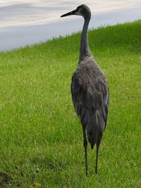 View of bird on land