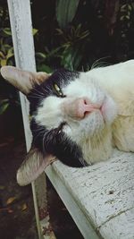 Close-up of a cat lying down