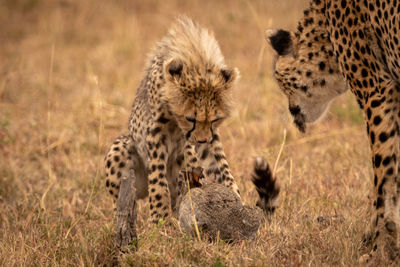 Family of cheetah playing with hare on field