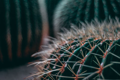 Close-up of cactus plant