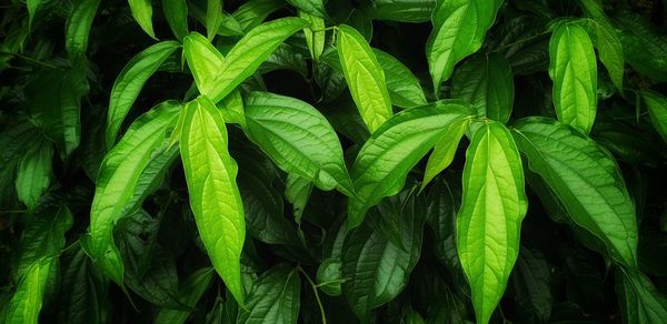 Full frame shot of fresh green leaves