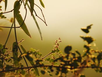 Close-up of fresh yellow plants against sky