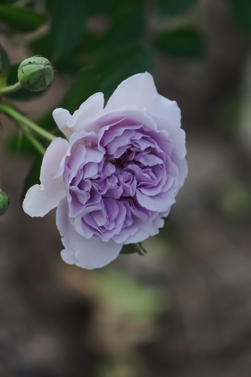 CLOSE-UP OF ROSE FLOWER