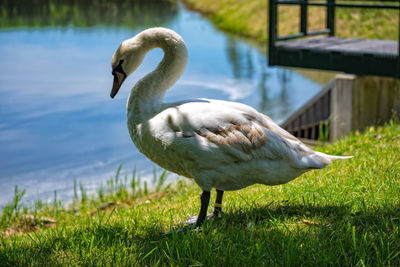 Side view of a swan in lake