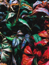 Full frame shot of plants with metallic texture, red and green giving out moody vibe 