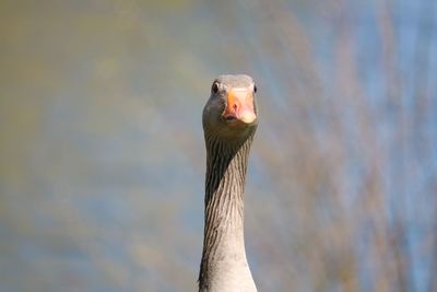 Close-up of a bird