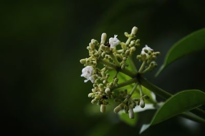 Close-up of white flowering plant