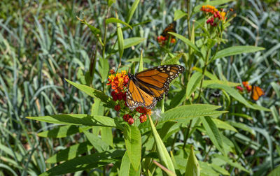 Butterfly on plant