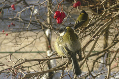 Bird perching on branch