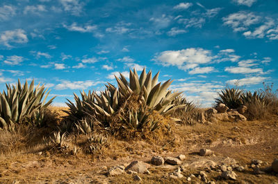 Plants growing on land against sky