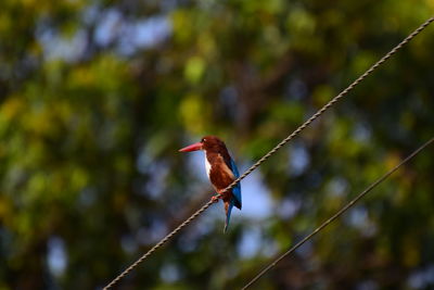 Low angle view of bird perching on branch against blurred background