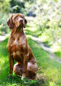 Close-up of dog sitting on field