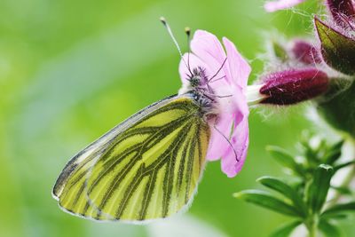 Close-up of butterfly pollinating on flower