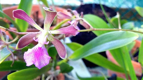 Close-up of flowers blooming outdoors