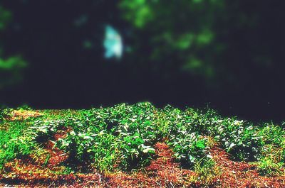 Full frame shot of leaves