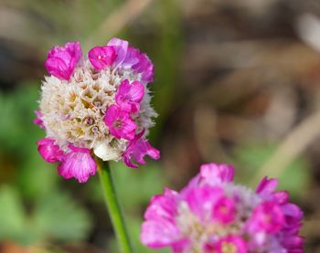 Close-up of pink flowering plant