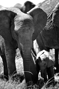 View of elephant on field