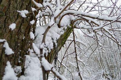Close-up of snow covered tree in forest