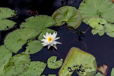 Close-up of lotus water lily in pond