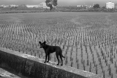Dog on wall against rice paddy field