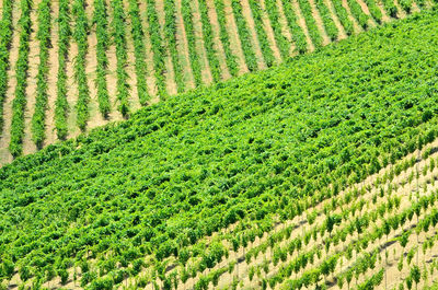 High angle view of corn field