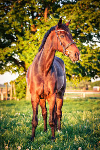 Horse in the field