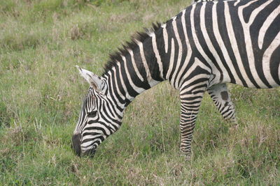 Zebra grazing on grassy field