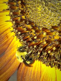 Close-up of bee on yellow leaf