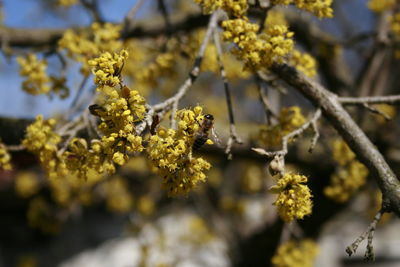 Close-up of yellow flowering plant