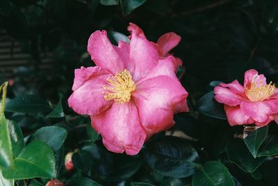 Close-up of pink rose