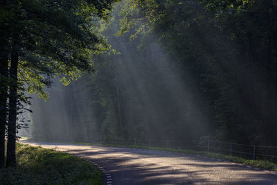 Road amidst trees in forest