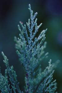 Close-up of frozen plant