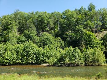 Plants and trees by lake in forest against sky