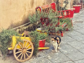 Portrait of a dog with cat on potted plant