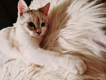 Close-up portrait of a cat