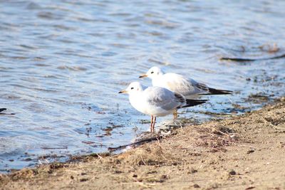 Seagull on the beach