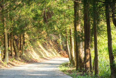 Road amidst trees in forest