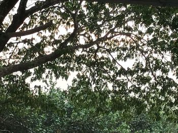 Low angle view of trees in forest