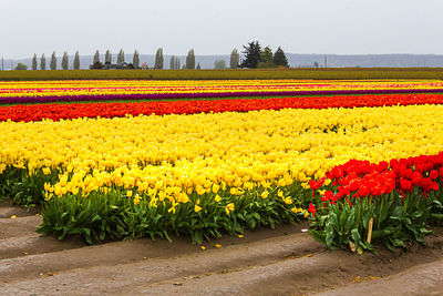 Scenic view of sunflower field against cloudy sky