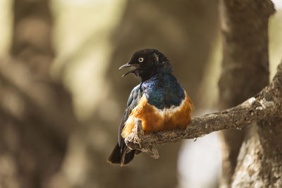 Close-up of bird perching on a branch