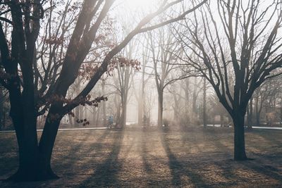 Bare trees in park