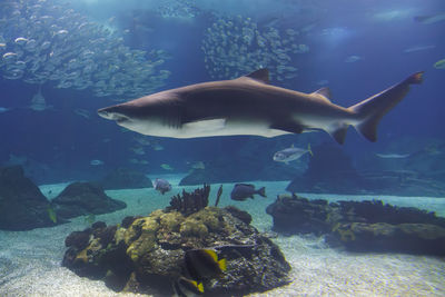 Fish swimming in sea