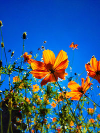 Low angle view of flowering plants against blue sky