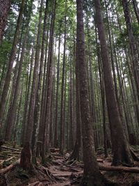 Trees in forest