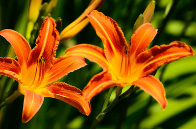 Close-up of day lily blooming outdoors