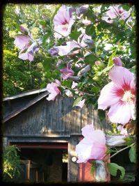 Close-up of pink flowers
